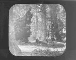 [Fallen giant sequoia or giant redwood, California]