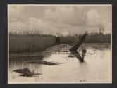 Reed Harvesting