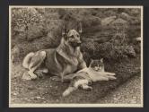 [Dog and cat]