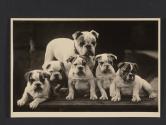 [Dog and puppies]