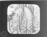 [Buchenwald Concentration Camp]