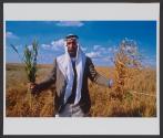 Bedouin sheikh El Turi in his wheat field, sprayed with chemicals by the state, near the Bedouin city of Rahat