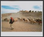 A kid shepherds his family's goats and sheep in the Judean desert, where his Bedouin tribe, the Jahaleen, were expelled to in 1952 from the Negev