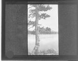 [Tree by mountain lake]