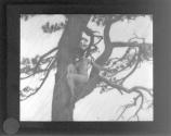 [Nude in tree]