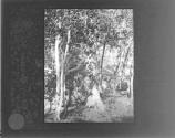 [Birch Trees]