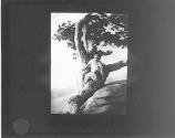 [Nude (Brigman ?) in tree]