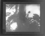 [The Pine Sprite]