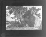 [Nude under tree]