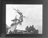 [Tree]