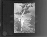 [The Dying Cedar]