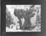 [North Wind, tree]