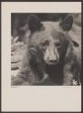 Black Bear Cub