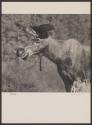 Bull Moose
