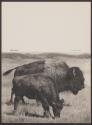 Buffalo (Bison)