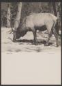 Wapiti-Elk Bull