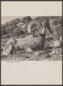 Bighorn Ram (Rocky Mountain Sheep)