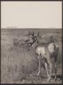 Pronghorn (Antelope) Buck