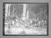 Nouvelle-Zelande Gum diggers/Photo J.Martin/(On orig):KAURI FOREST/
