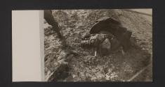 [World War II, views made by a military photographer attached to the US 5th Infanrty Division in France, Luxemburg, and Germany.]