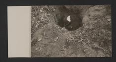 [World War II, views made by a military photographer attached to the US 5th Infanrty Division in France, Luxemburg, and Germany.]