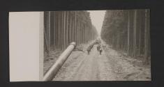 [World War II, views made by a military photographer attached to the US 5th Infanrty Division in France, Luxemburg, and Germany.]