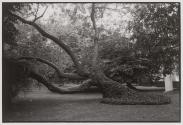Luxembourg Garden