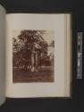 Oak
