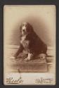 [Spaniel-type dog]