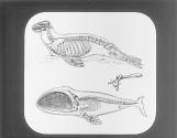 Skelton of Seal and Greenland Whale.