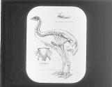 Hesperpornis Regalis.