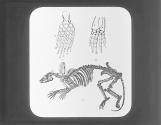 A. Limb Baptanodon. B. Limb Chelydra. C. Skeleton Phenacodus.