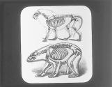 Skeleton of Bear and Lion.