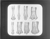 Bones of Hoofed Animals.