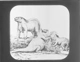Megatherium, Glyptodon.