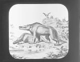 Elephas Primigenious, Hyaena Spelaea, Hippopotamus Major, Ursus Spelaeus, Machairodus Latidens.