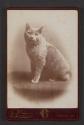 Sarah Fillow's cat