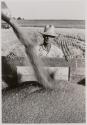 [Leonard Harden of Centralia, Kansas watches wheat tumble from combine into truck]