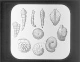 Foraminifera
