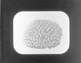 Commercial Sponge