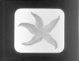 Starfish
