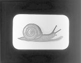 Snail