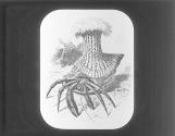 Hermit Crab with Sea Anemone