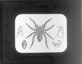 Tarantula