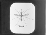 Mosquito and Egg Boat