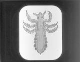 Human Louse