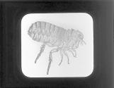 Cat Flea