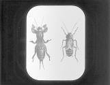Mole Cricket and Cockroach