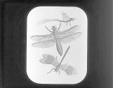 Dragon Fly and May Fly