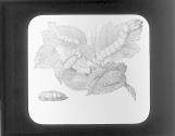 Silk Worm